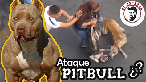 como se defender de um pitbull